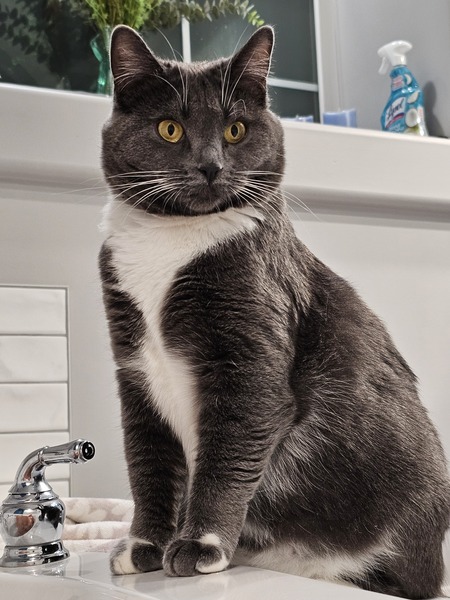 Entry image for Zoey. Clicking this image will show a larger photo