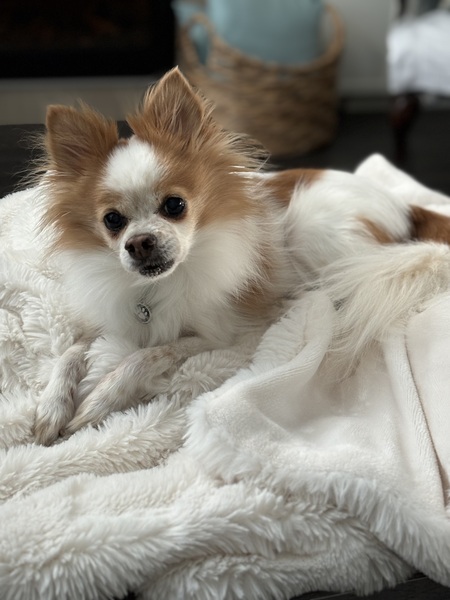 Entry image for Parker. Clicking this image will show a larger photo