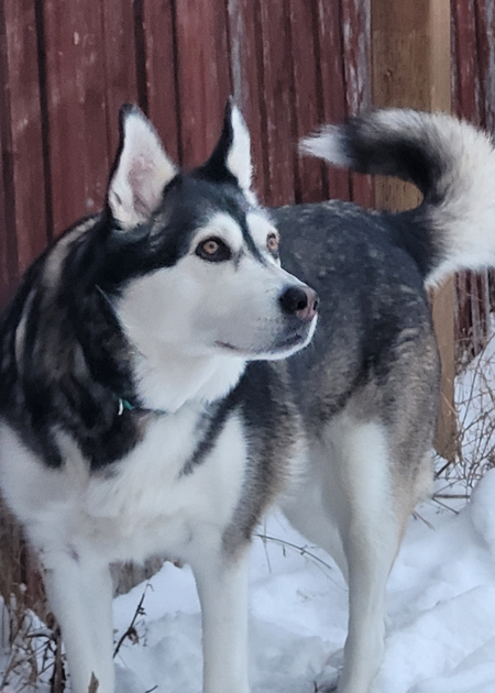 Entry image for Sandi. Clicking this image will show a larger photo