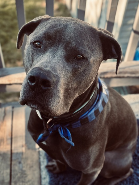 Entry image for Angus. Clicking this image will show a larger photo