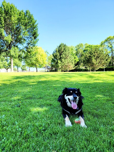 Entry image for Zeus. Clicking this image will show a larger photo