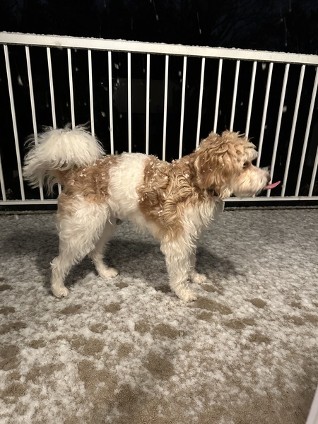 Entry image for Jack. Clicking this image will show a larger photo