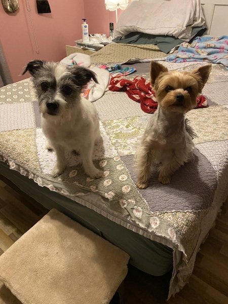 Entry image for Maggie May and Rascal. Clicking this image will show a larger photo