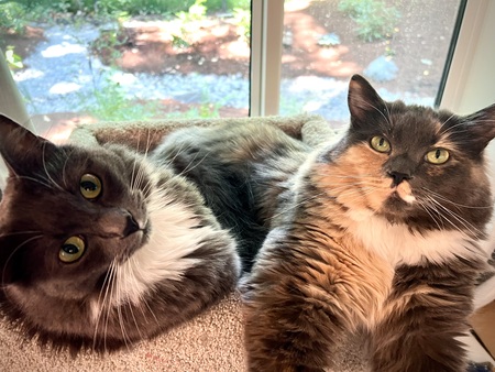 Entry image for Westley and Buttercup. Clicking this image will show a larger photo