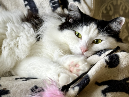 Entry image for Coco Chanel. Clicking this image will show a larger photo