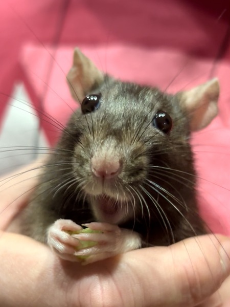 Entry image for Codette. Clicking this image will show a larger photo