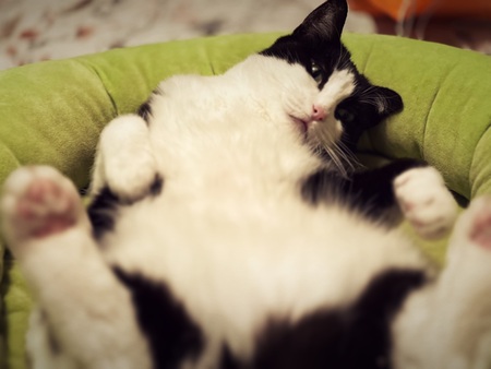 Entry image for Banshee. Clicking this image will show a larger photo