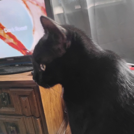 Entry image for Cudi. Clicking this image will show a larger photo