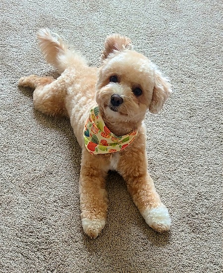 Entry image for Harley . Clicking this image will show a larger photo