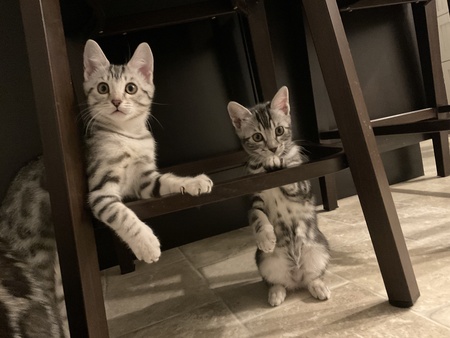 Entry image for Silver and Shadow. Clicking this image will show a larger photo