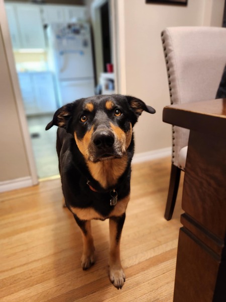 Entry image for Marley. Clicking this image will show a larger photo