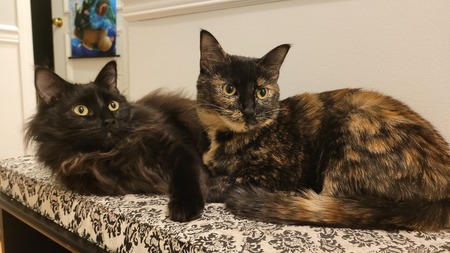 Entry image for Ophelia and Olivia. Clicking this image will show a larger photo