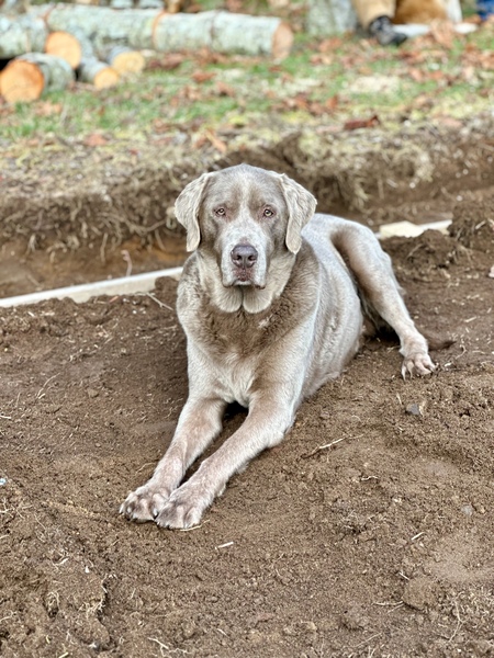 Entry image for Baloo. Clicking this image will show a larger photo