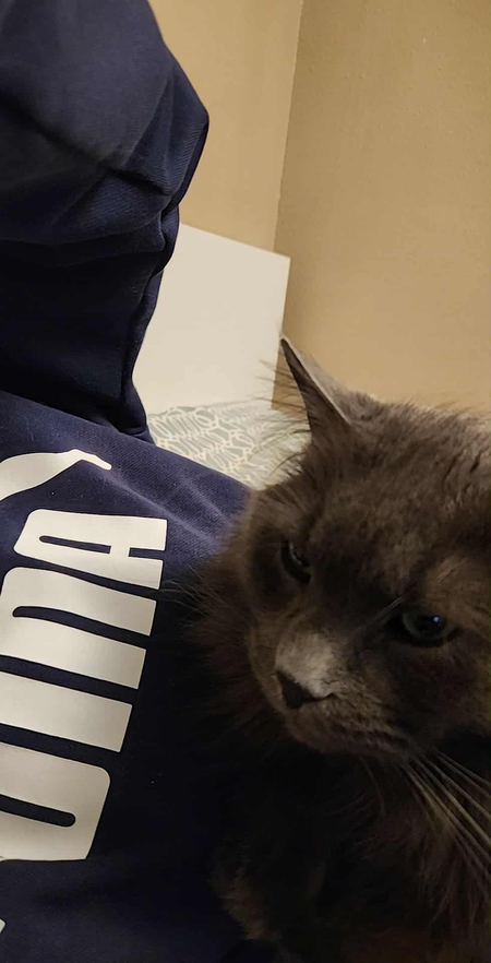 Entry image for Smokey. Clicking this image will show a larger photo