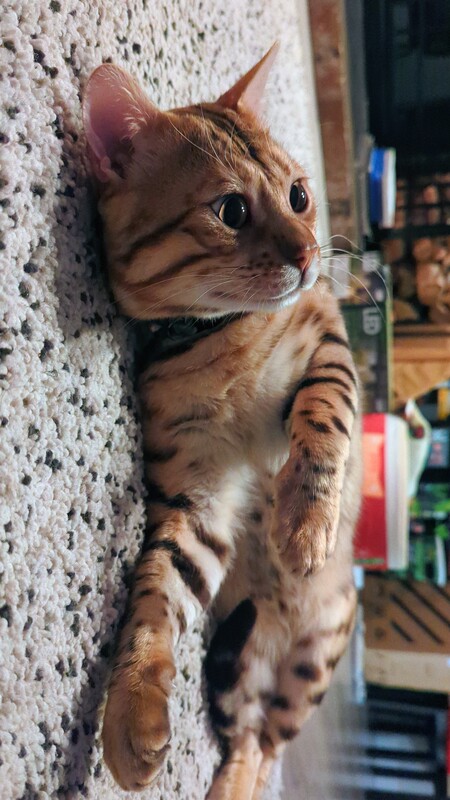 Entry image for Barley Beefcake . Clicking this image will show a larger photo