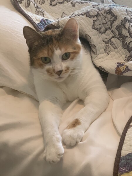 Entry image for Cleo. Clicking this image will show a larger photo