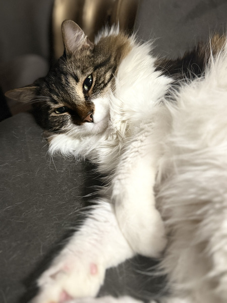 Entry image for Loki. Clicking this image will show a larger photo