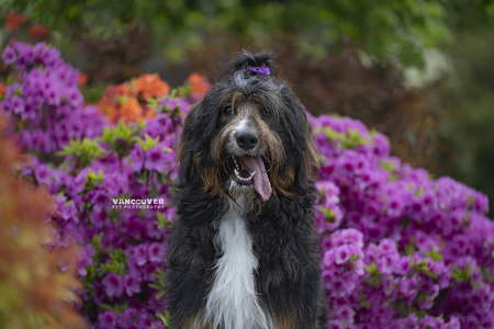 Entry image for Dash. Clicking this image will show a larger photo