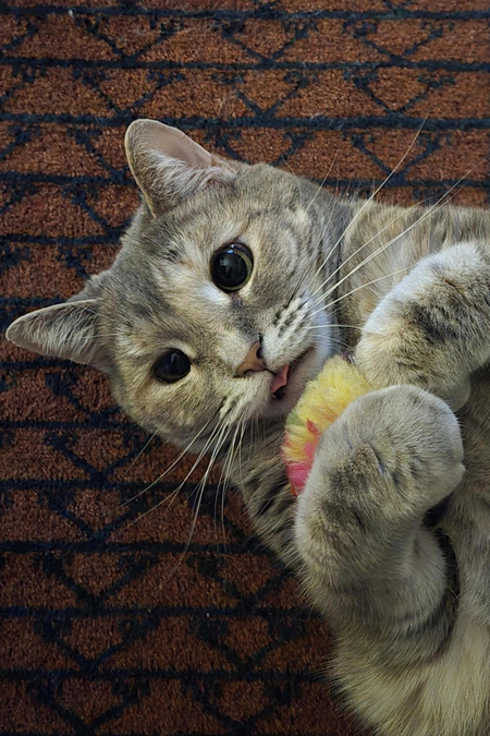 Entry image for Iris. Clicking this image will show a larger photo