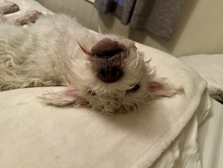 Entry image for Finley. Clicking this image will show a larger photo