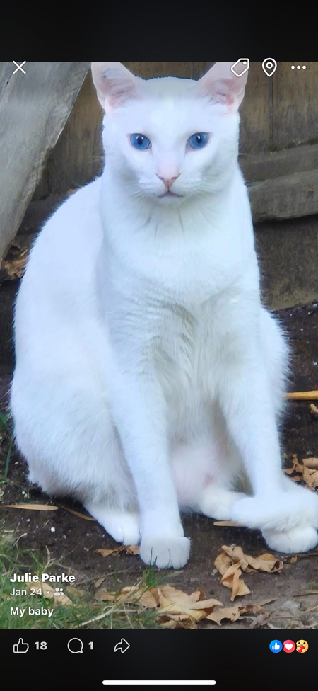 Entry image for Oscar. Clicking this image will show a larger photo