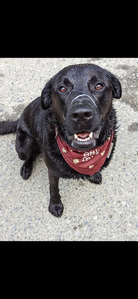 Entry image for Molly. Clicking this image will show a larger photo