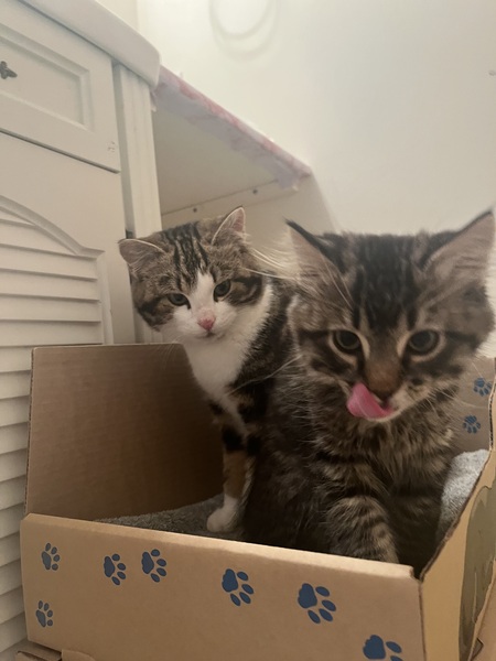 Entry image for Wilbur and Cookie. Clicking this image will show a larger photo