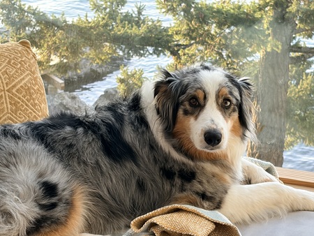 Entry image for Suvi . Clicking this image will show a larger photo