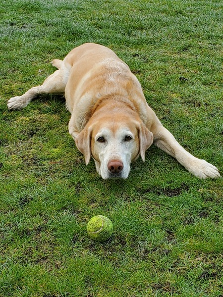 Entry image for Rocky. Clicking this image will show a larger photo