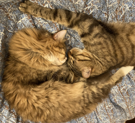 Entry image for Leo and Tiger. Clicking this image will show a larger photo