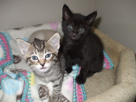 Entry image for Peanut & Boo. Clicking this image will show a larger photo