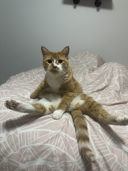 Entry image for Cleo. Clicking this image will show a larger photo