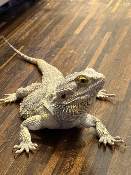 Entry image for Frilly Smith. Clicking this image will show a larger photo