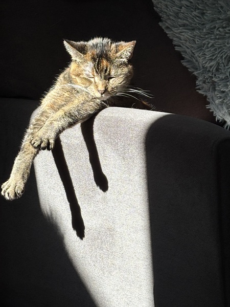 Entry image for Finley. Clicking this image will show a larger photo