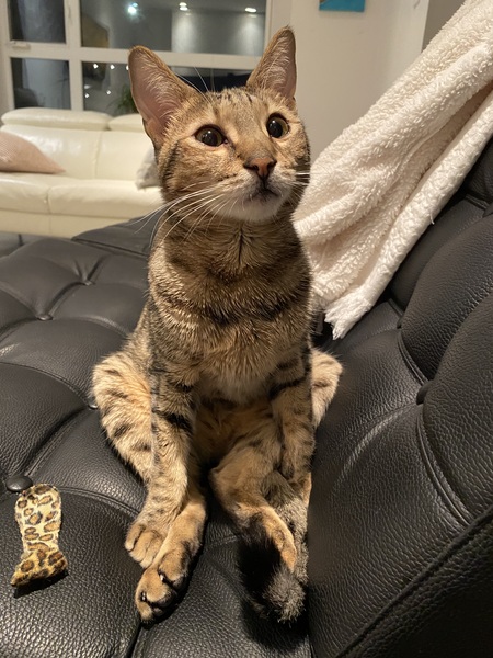 Entry image for Simba . Clicking this image will show a larger photo