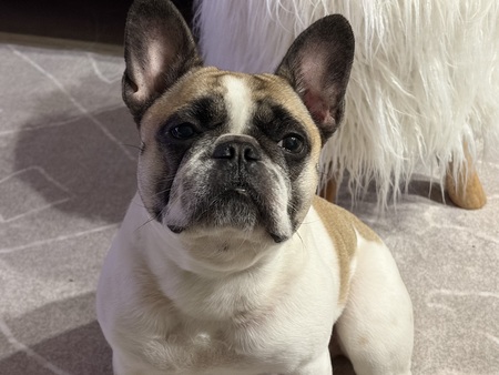 Entry image for Olive . Clicking this image will show a larger photo