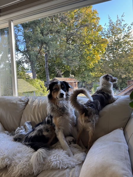 Entry image for Boomer & Bambi. Clicking this image will show a larger photo