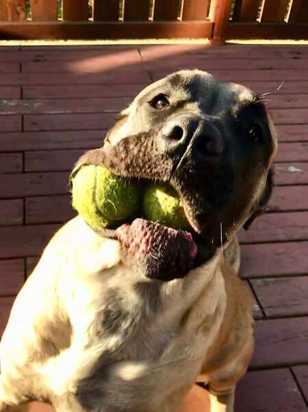 Entry image for Suzie. Clicking this image will show a larger photo