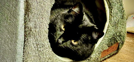 Entry image for Mystery. Clicking this image will show a larger photo