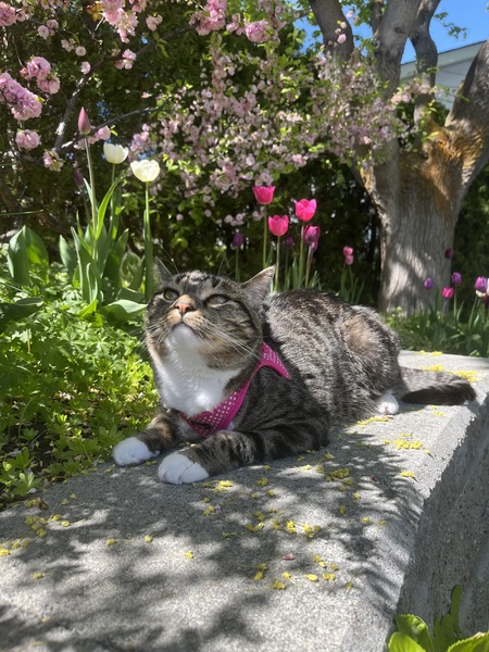 Entry image for Lunette. Clicking this image will show a larger photo