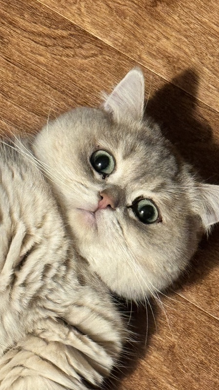 Entry image for Bubee. Clicking this image will show a larger photo