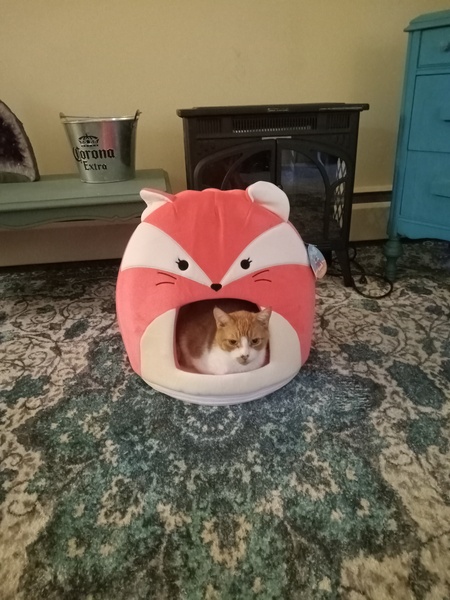 Entry image for Orange and White Kitty. Clicking this image will show a larger photo