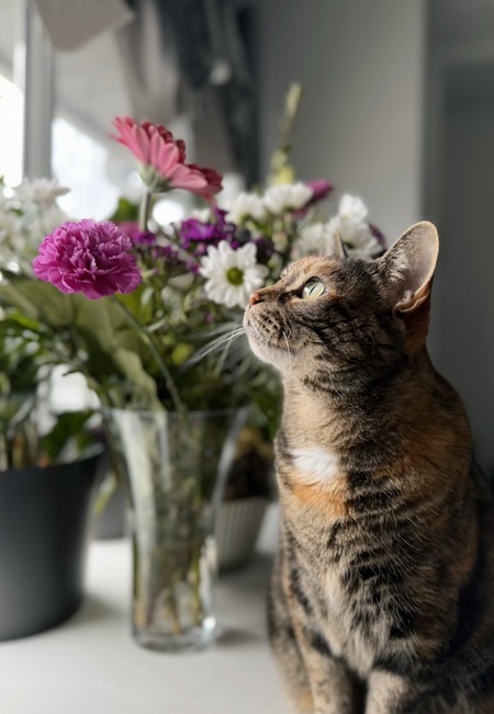 Entry image for Pumpkin. Clicking this image will show a larger photo