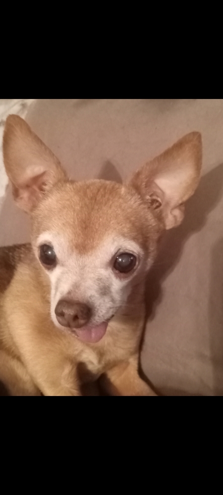 Entry image for Shredder. Clicking this image will show a larger photo