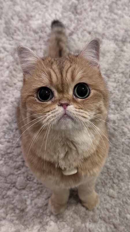 Entry image for Mui Mui . Clicking this image will show a larger photo