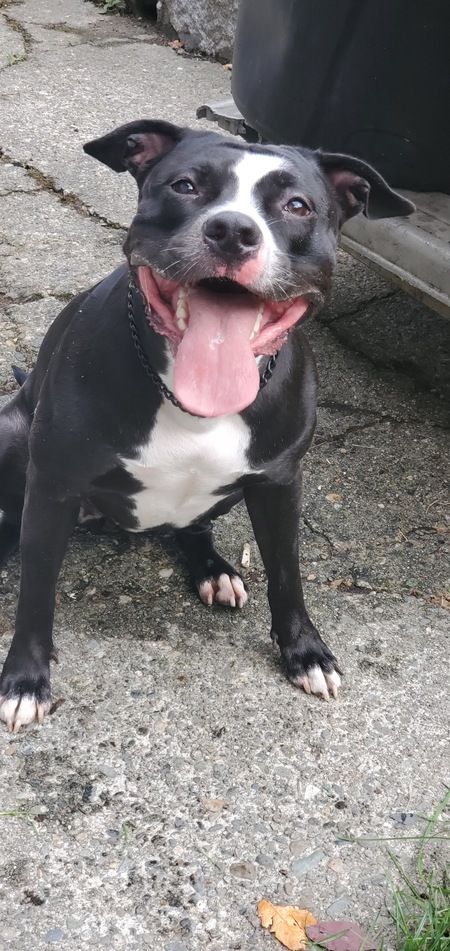 Entry image for Lulu. Clicking this image will show a larger photo