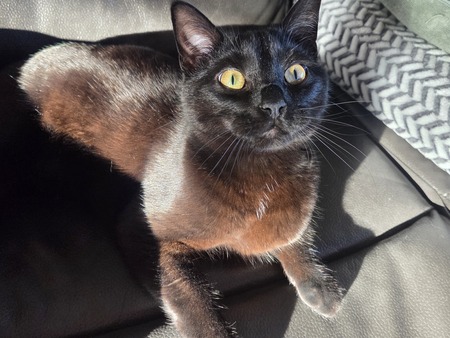 Entry image for Nenno. Clicking this image will show a larger photo