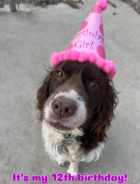 Entry image for Sophie. Clicking this image will show a larger photo