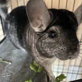 Entry image for Chimichanga 
