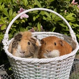 Entry image for Daisy and Delilah